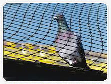 Anti Bird Net