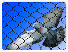 Bird Control Net