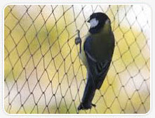 Nylon Bird Control Net